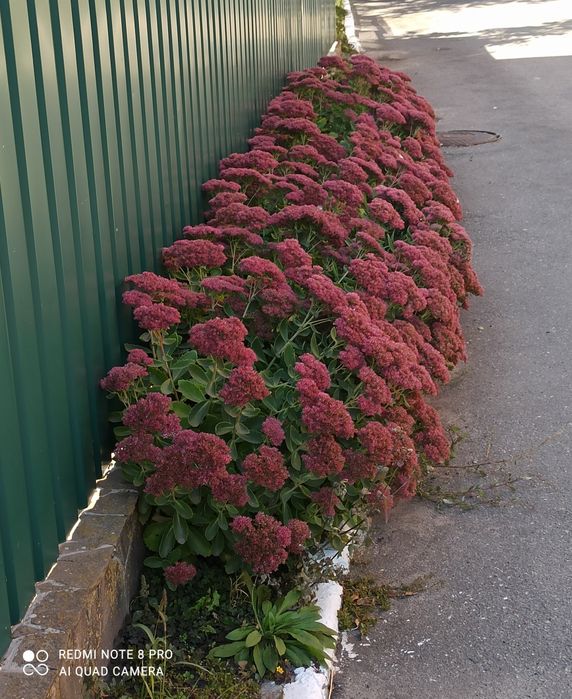 Очиток або заяча капуста