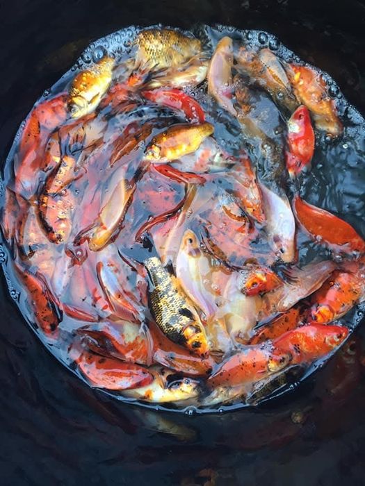 Narybek Jesiotr albinos,Karp koi,Karaś koi,Lin,Amur,Karp,Tołpyga.