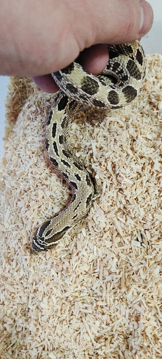 Heterodon zachodni samiec anaconda, conda