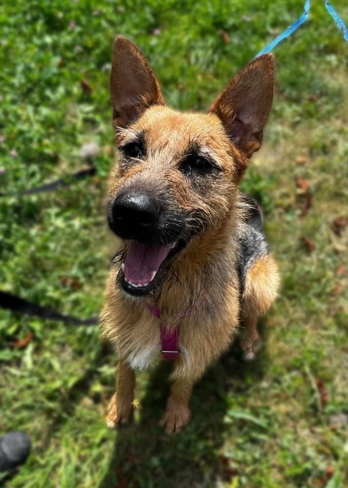 Prima do adopcji!