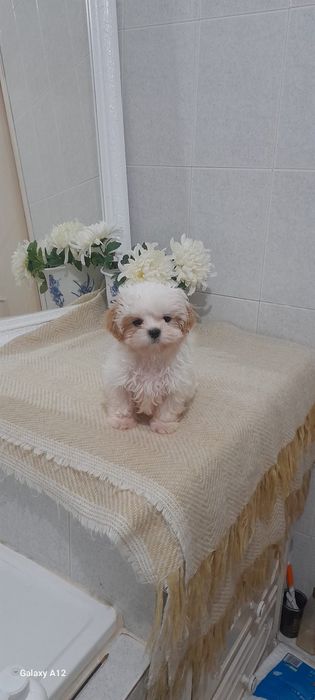 Shih tzu fêmea boa linhagem