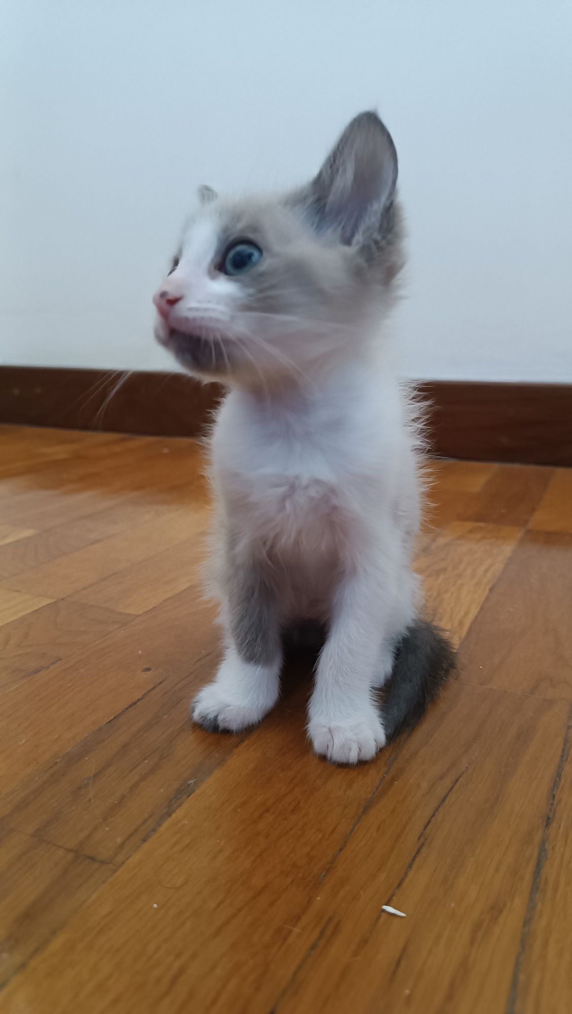Dou gatinhos com 2 meses
