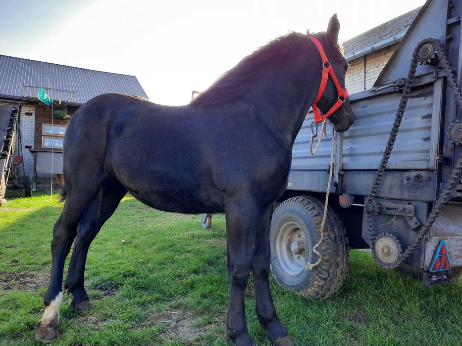 Źrebica zimnokrwista kara 9 miesięcy
