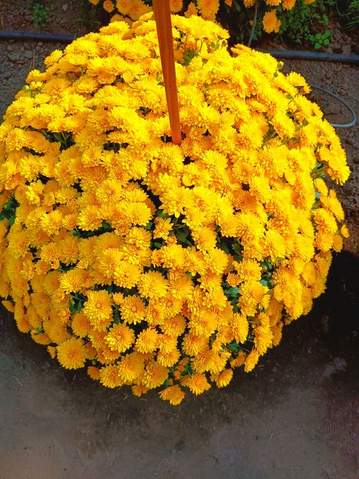 Chryzantemy drobno kwiatowe