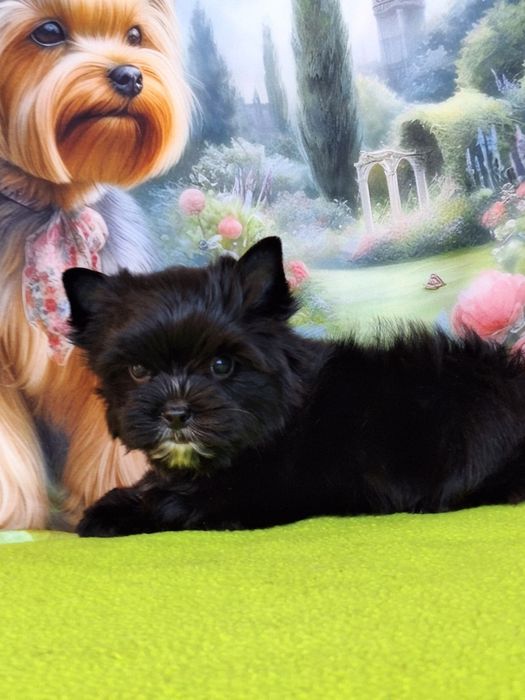 Yorkshire terrier czarny z paszportem i rodowodem