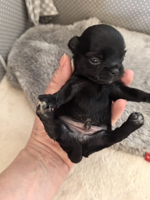 Chihuahua długowłosy ZKwP/FCI