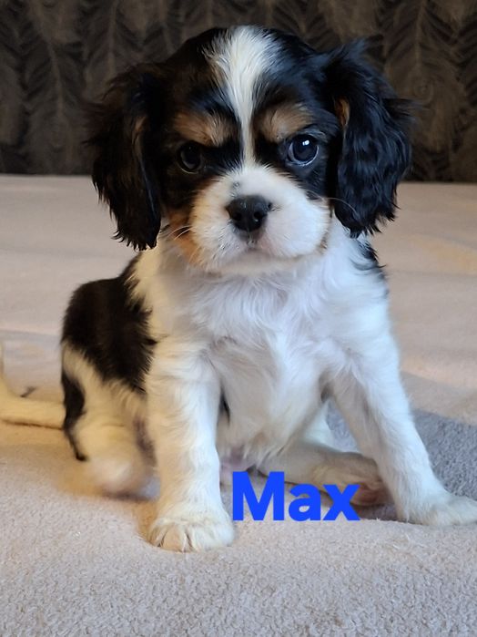 Cavalier wesoły piesek