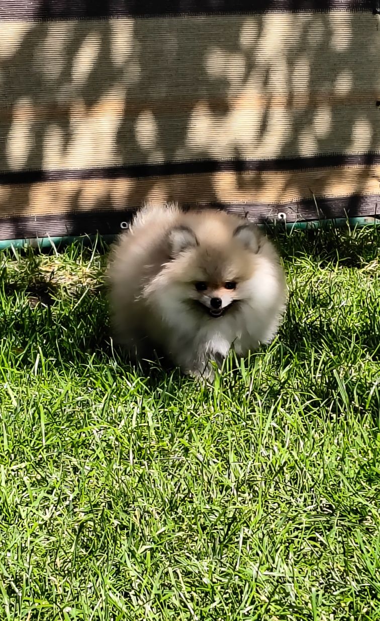 Szpic miniaturowy pomeranian