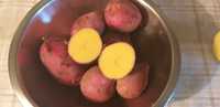 Ziemniaki jadalne żółte Red Sonia  i Queen Anne bardzo smaczne
