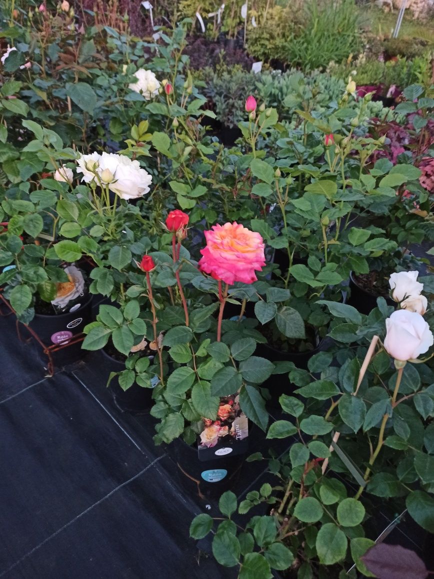 Róża wielokwiatowa mix kolorów
