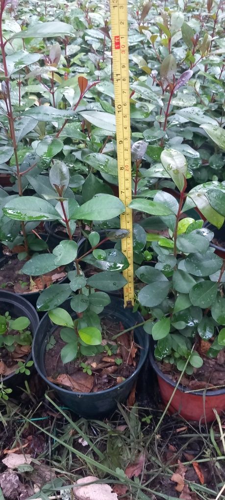 Plantas Eugénias para sebes últimas unidades
