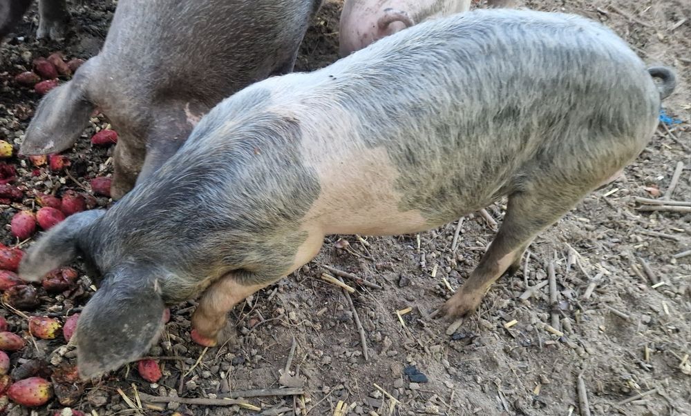 Porco cruzado malhado