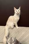 Kocurek Maine Coon, rodowód FPL