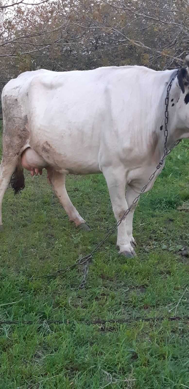 Продам строчно молуду корову з 4 тилєйом дає 20/23 літри молока