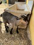 Cabras anãs bebés