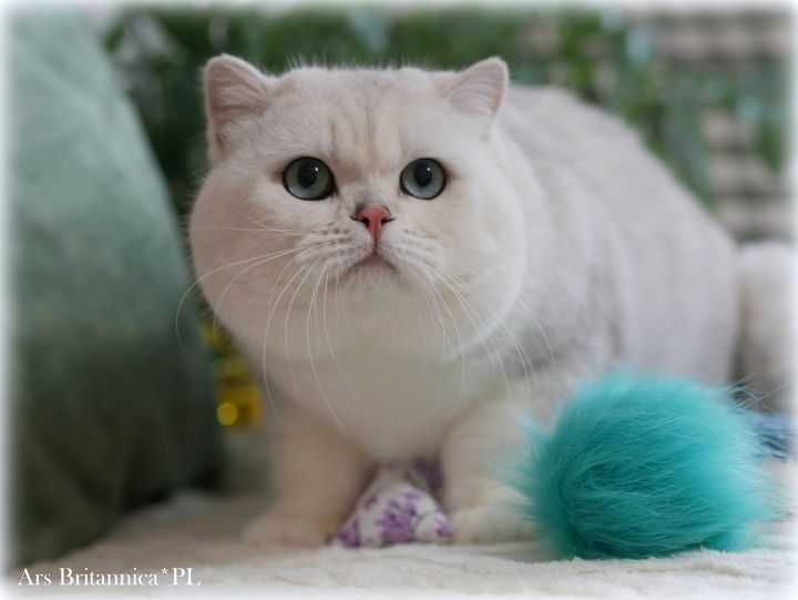 Albus szynszylowy srebrny kocurek brytyski BRI ns 12 Prawdziwy Miś