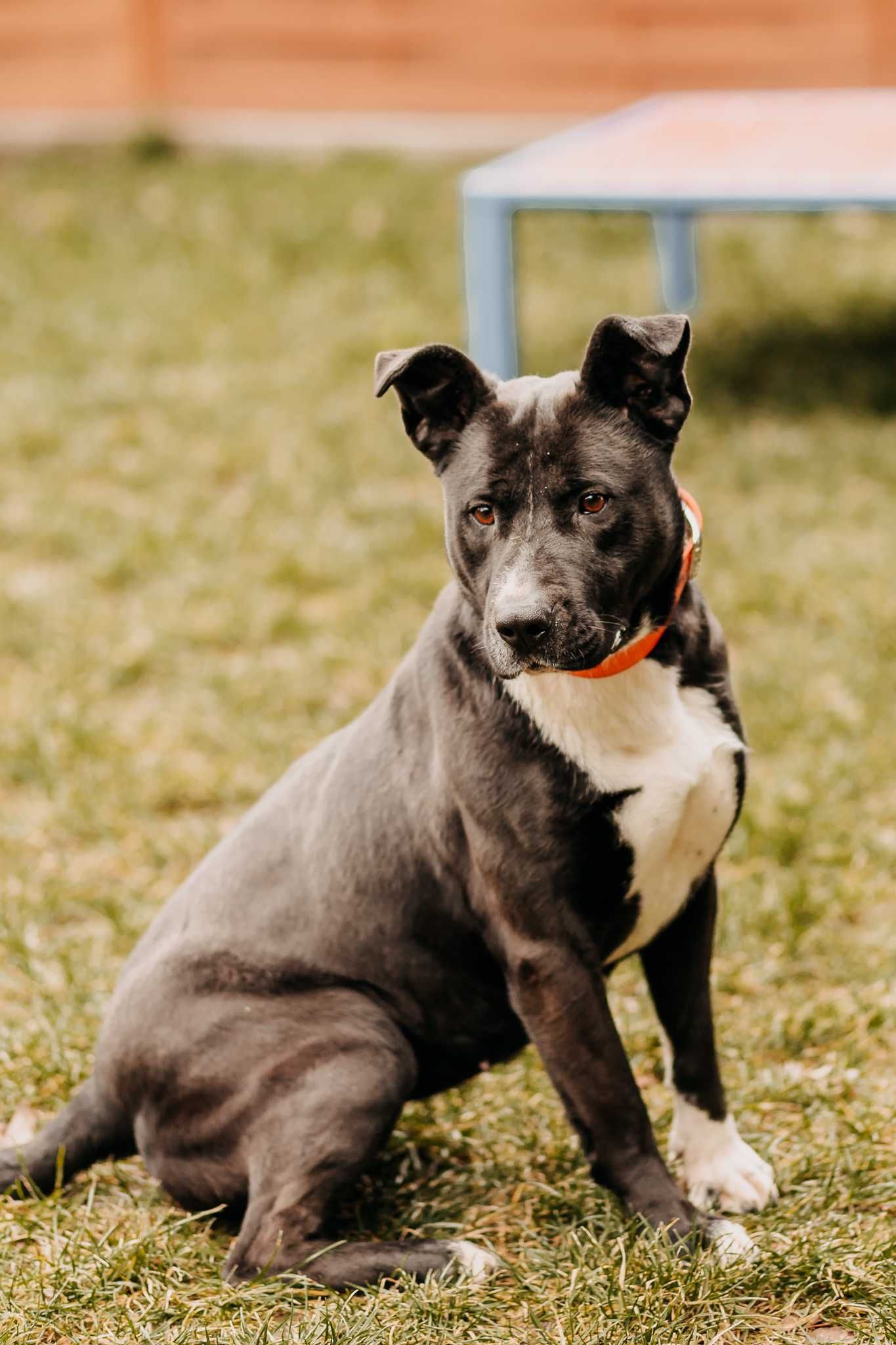 4-letni Amstaff do adopcji