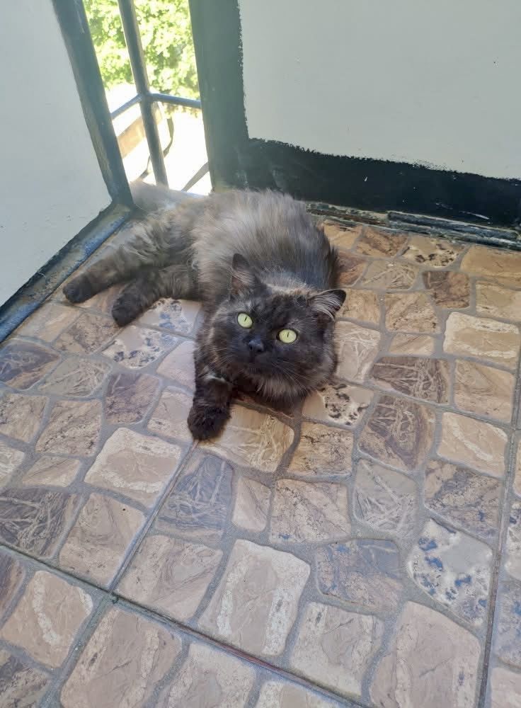 Котик молодий,ручний,кастрований,має всі вакцини