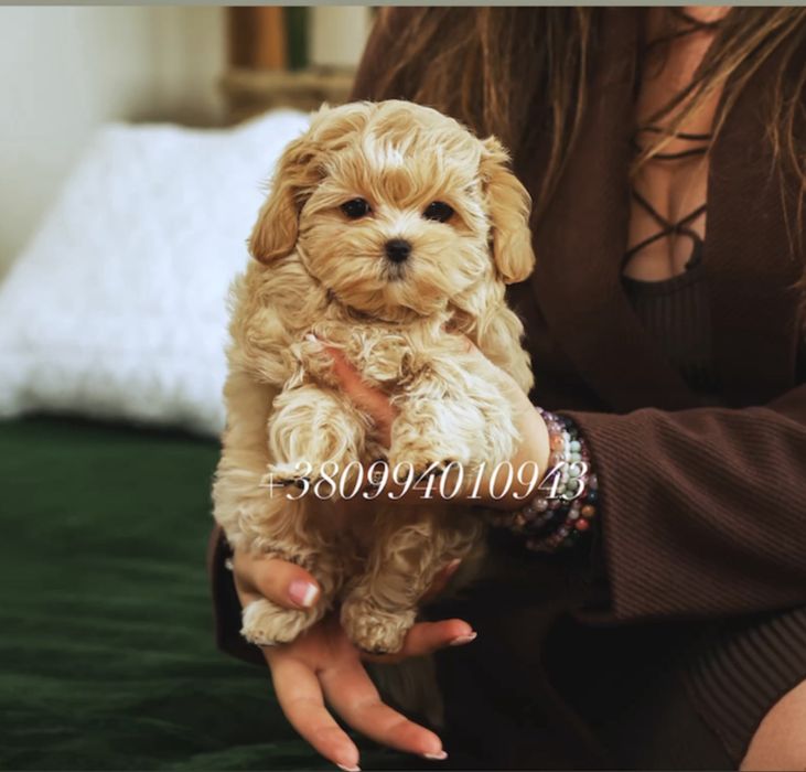 Красивые VIP ЩЕНКИ МАЛЬТИПУ. Шик и эксклюзив! Мальтипу. Щенок мальтипу