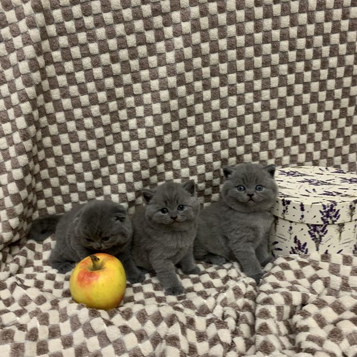 Кошенята шотланські
