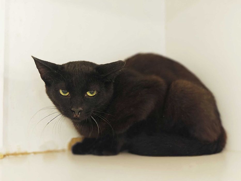 Попелюшка — сором’язлива і трепетна милашка (1 рік, кішка)