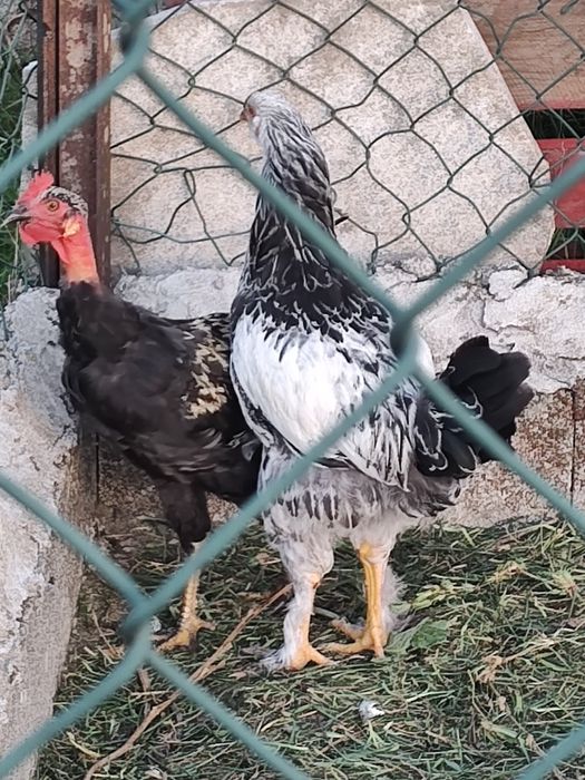 Casal galinhas raça