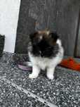 Szpic Miniatura Pomeranian