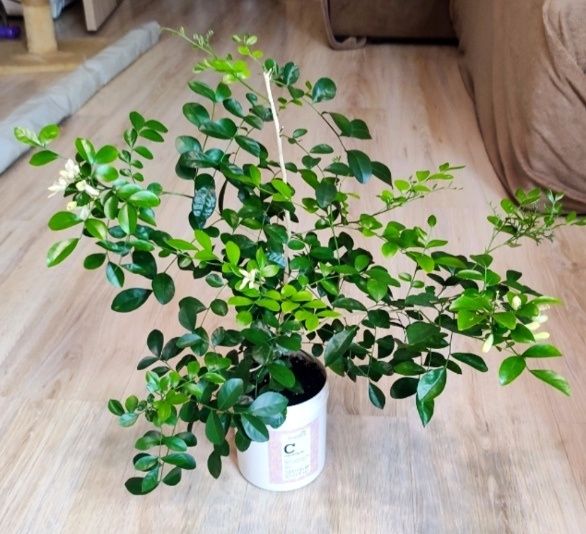 Муррайя метельчата