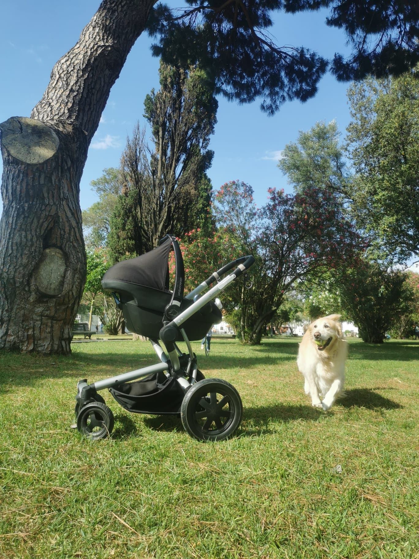 DUO Ovo Maxi-Cozi Pebble Plus e Quinny Buzz