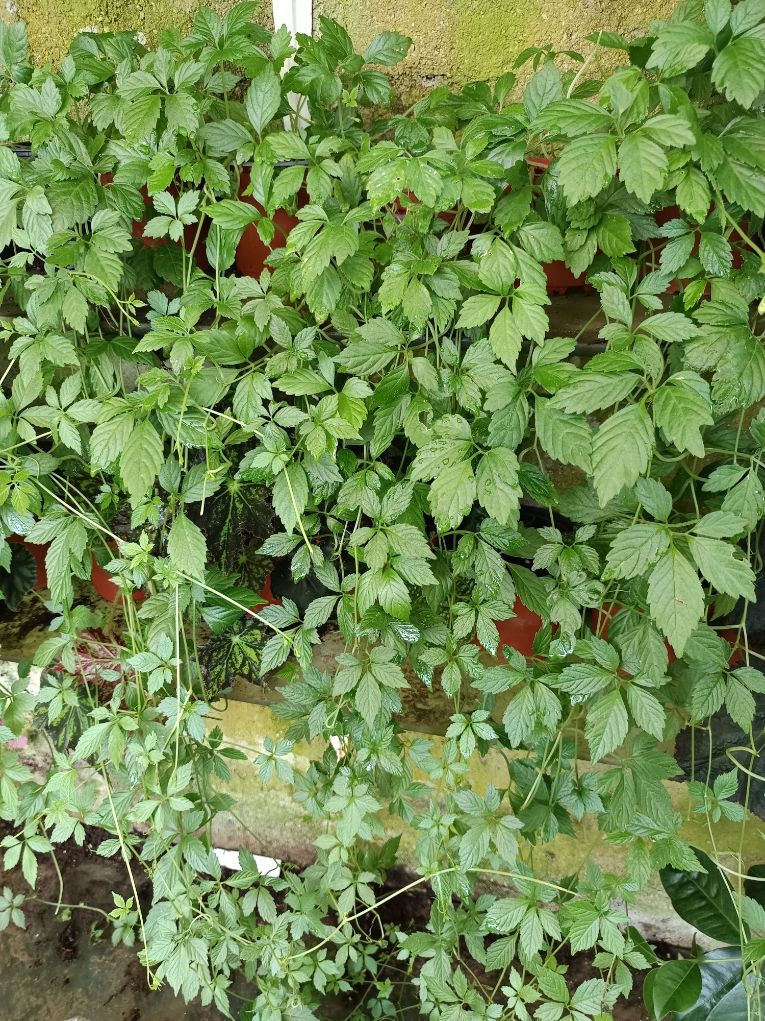 Jiaogulan, Erva da Imortalidade - Gynostemma pentaphyllum