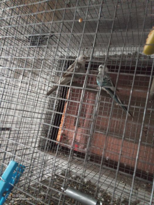 Vendo casal de red rumper  linha azul