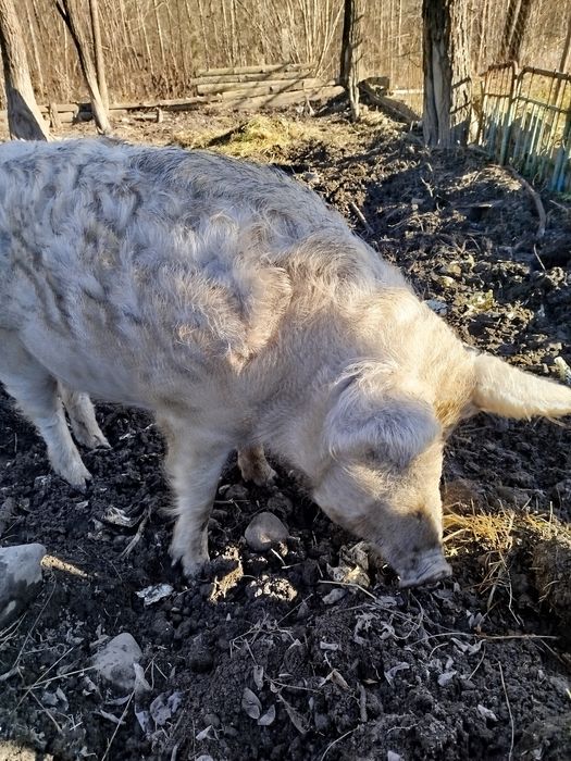 Пухова мангалиця