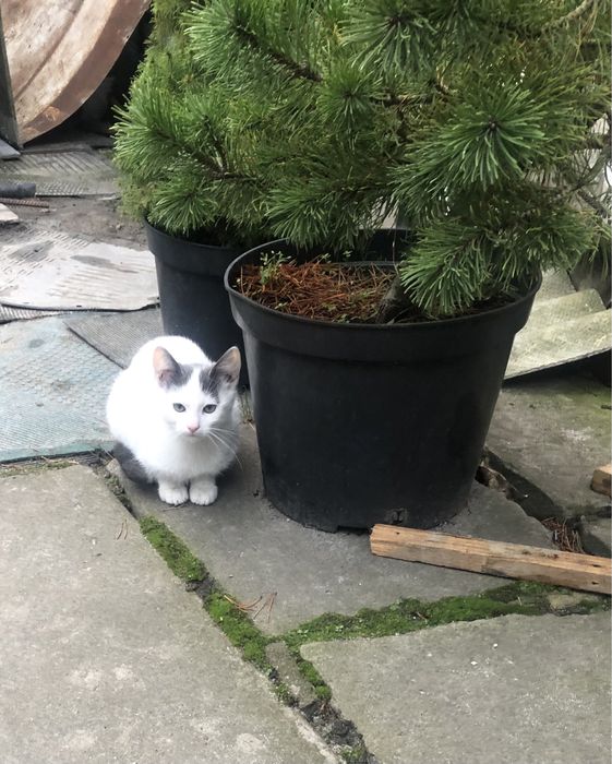 Віддам кошенят у добрі руки! ( плямисту кицю забрали)