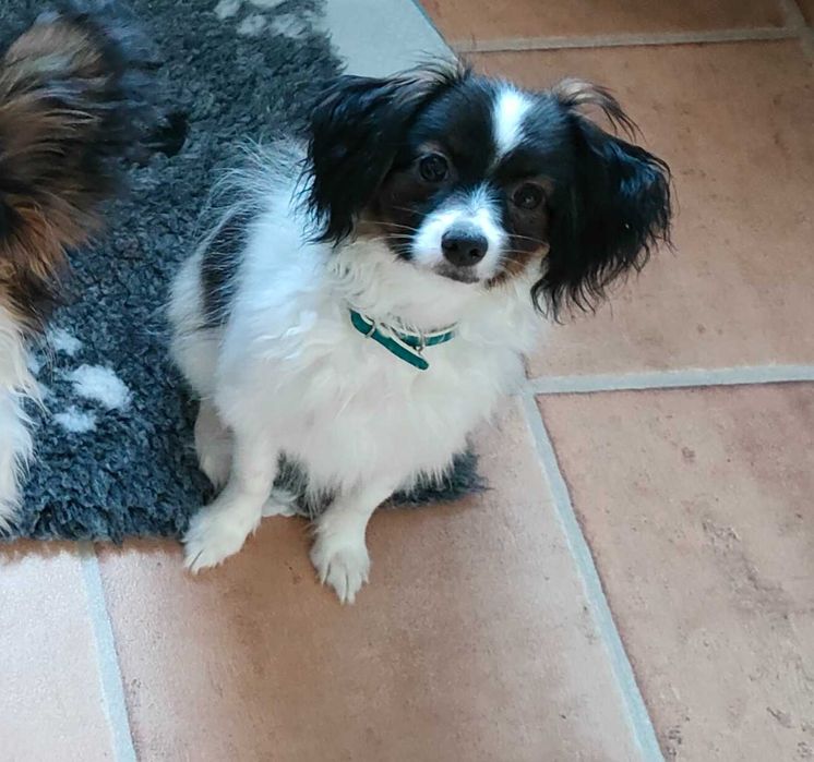 Piesek phalen / papillon ZKwP/FCI
