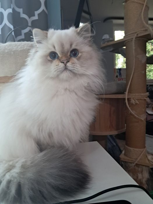 Kocurek brytyjski gotowy do odbioru