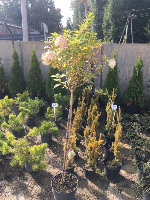 Hortensja na pniu Hydrangea paniculata „Limelight” PBR