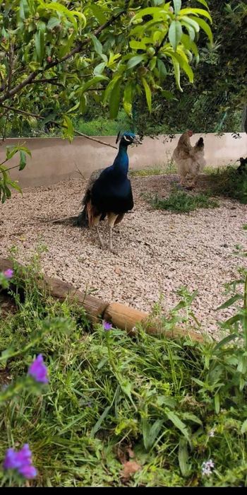 Pavão azul Adulto