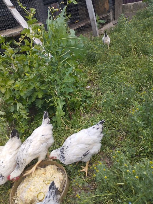 Продам півні Адлер срібний