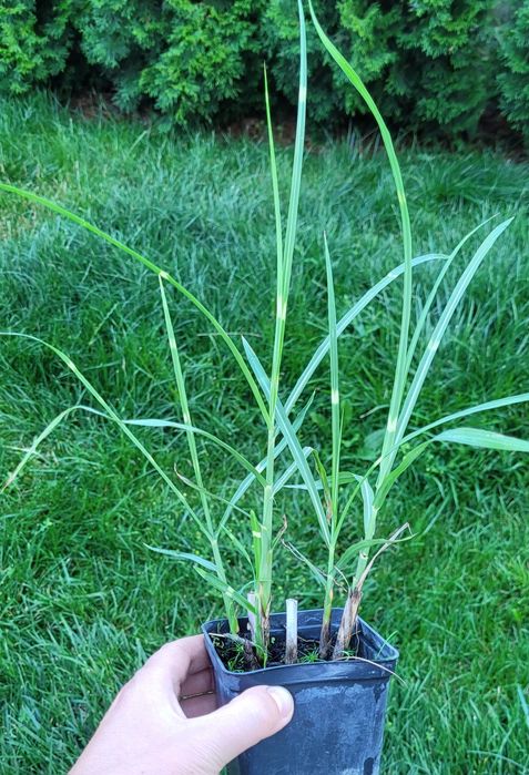 Злакові трави: пеннісетум, міскантус тощо