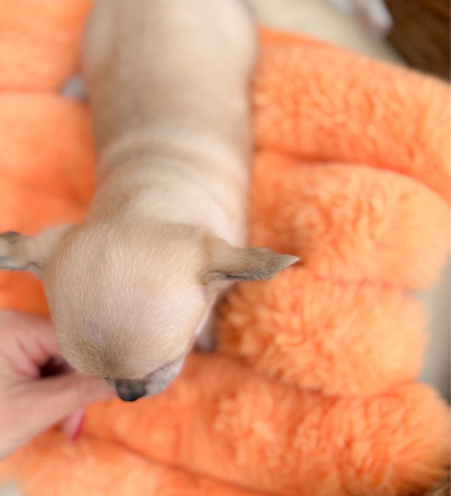 Piekny chłopiec chihuahua. Długowlosy