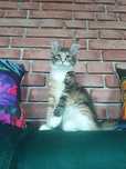 Piękna koteczka Maine Coon