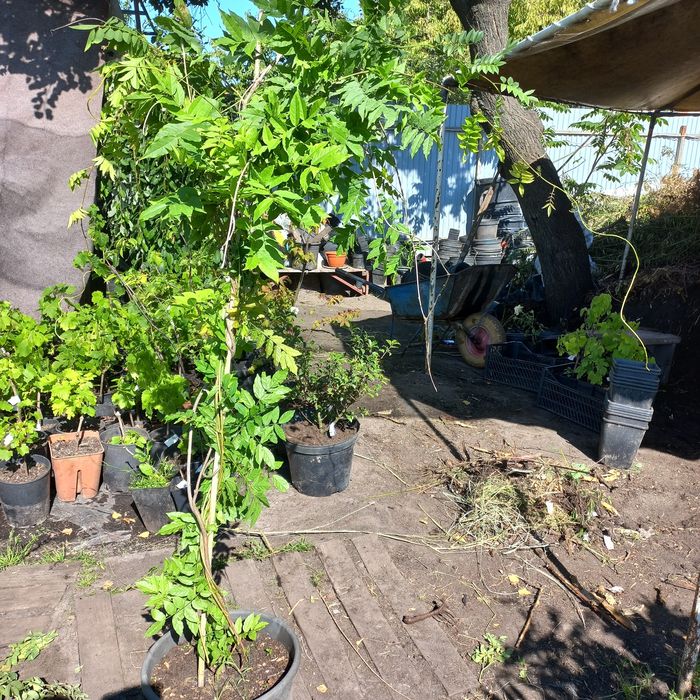 Продам Глицинию (Вистерия) 3 лет, в контейнере распродажа