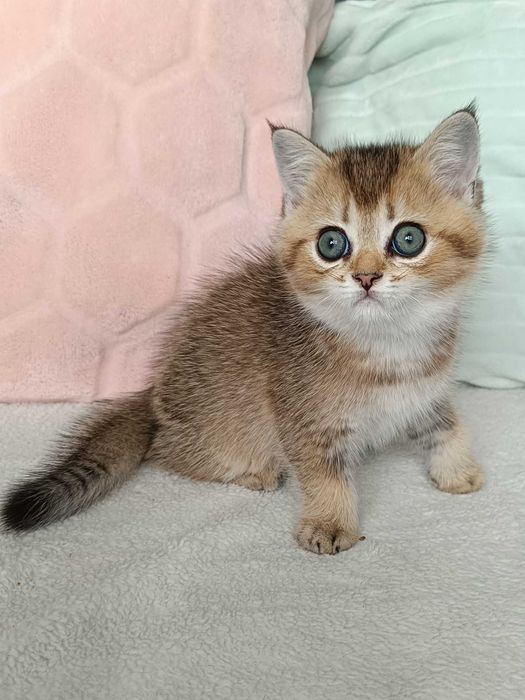 FPL Złote kocięta z hodowli Bell Parma*PL złote misie dla ciebie kotek