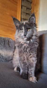 Koteczka maine coon