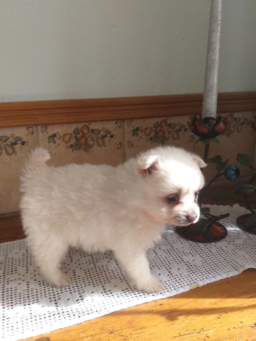 Lulu da Pomerânia (SPITZ Alemão)