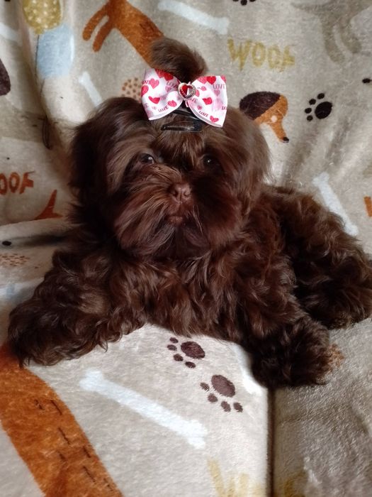 Czekoladowy Reproduktor Shih Tzu