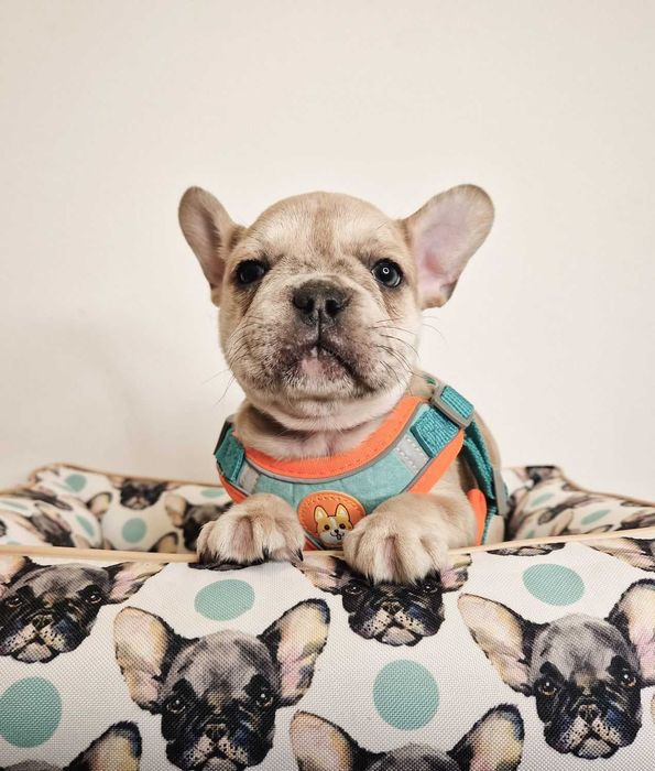 Маленькое счастье! Щенки французского бульдога! Плановая вязка