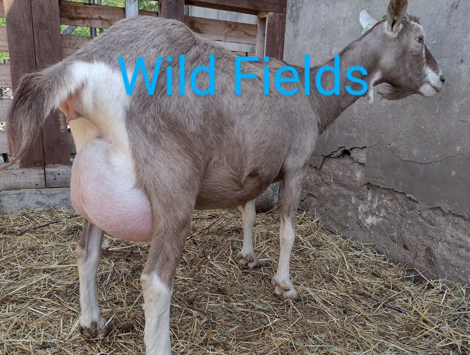 Koza British Toggenburg import Holandia.