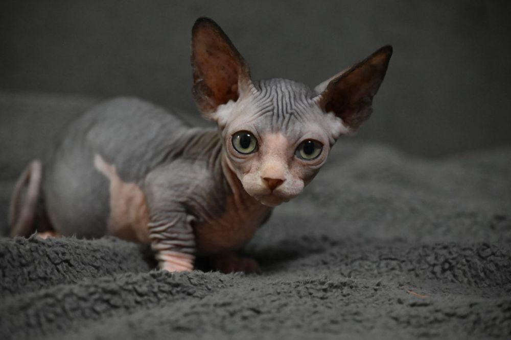 Бамбино.Канадский сфинкс.