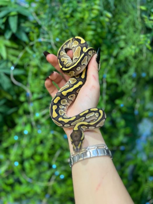 Тераріум Exoterra для королівського пітона (регіус)